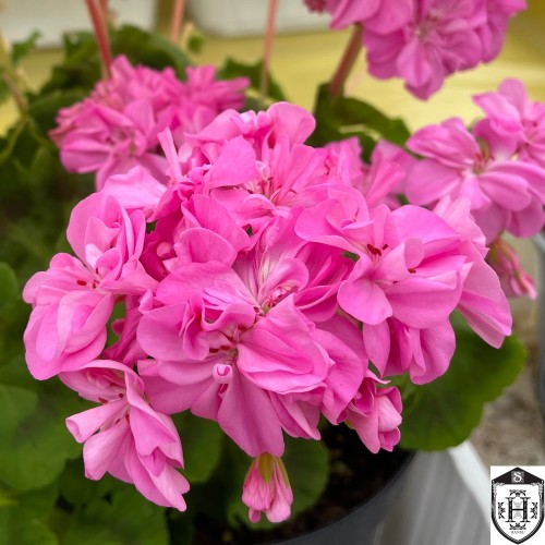 Pelargonium 'Jips Freda Burgess' - Pelargoon 'Jips Freda Burgess' P9/0,55L